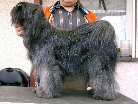 Aysha Ha-Ma-Ni Hawi-Ma-Lou