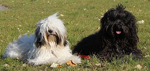 CACIB_Rostock_drau�en1