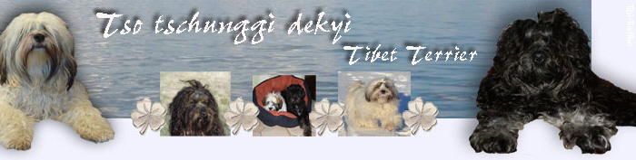 Tibi-Treffen